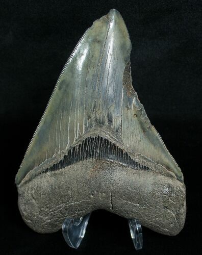 Megalodon Tooth - Serrated #6381